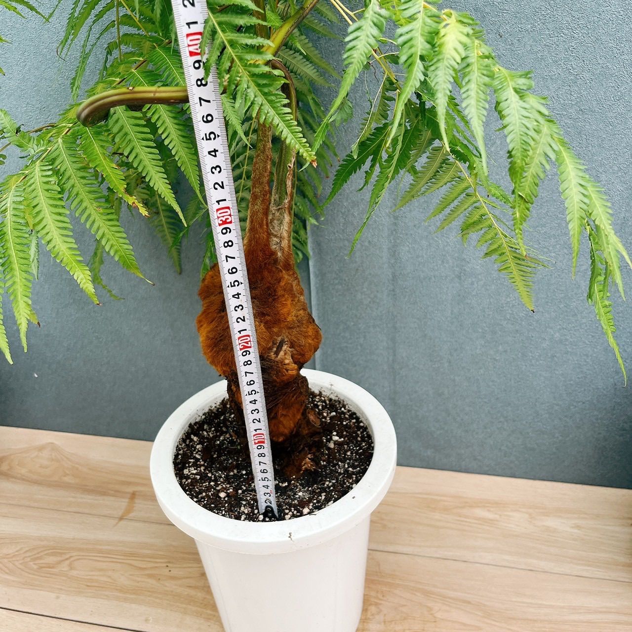 現品］【希少】30番 キンモウコウ 8号 観葉植物 レア 室内 希少