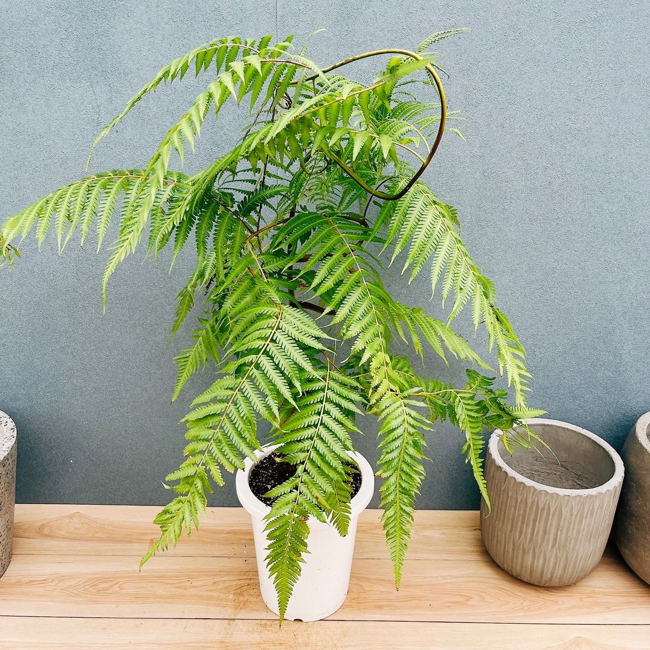 現品］【希少】30番 キンモウコウ 8号 観葉植物 レア 室内 希少
