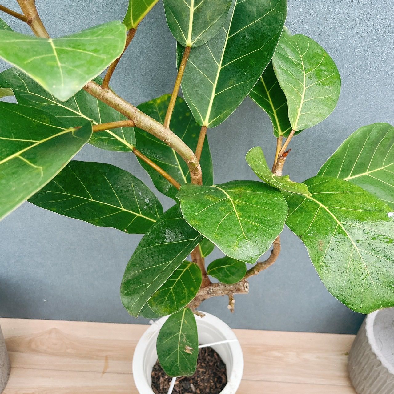 現品］【希少】71番 フィカス アフリカンプリンス 8号 観葉植物 室内