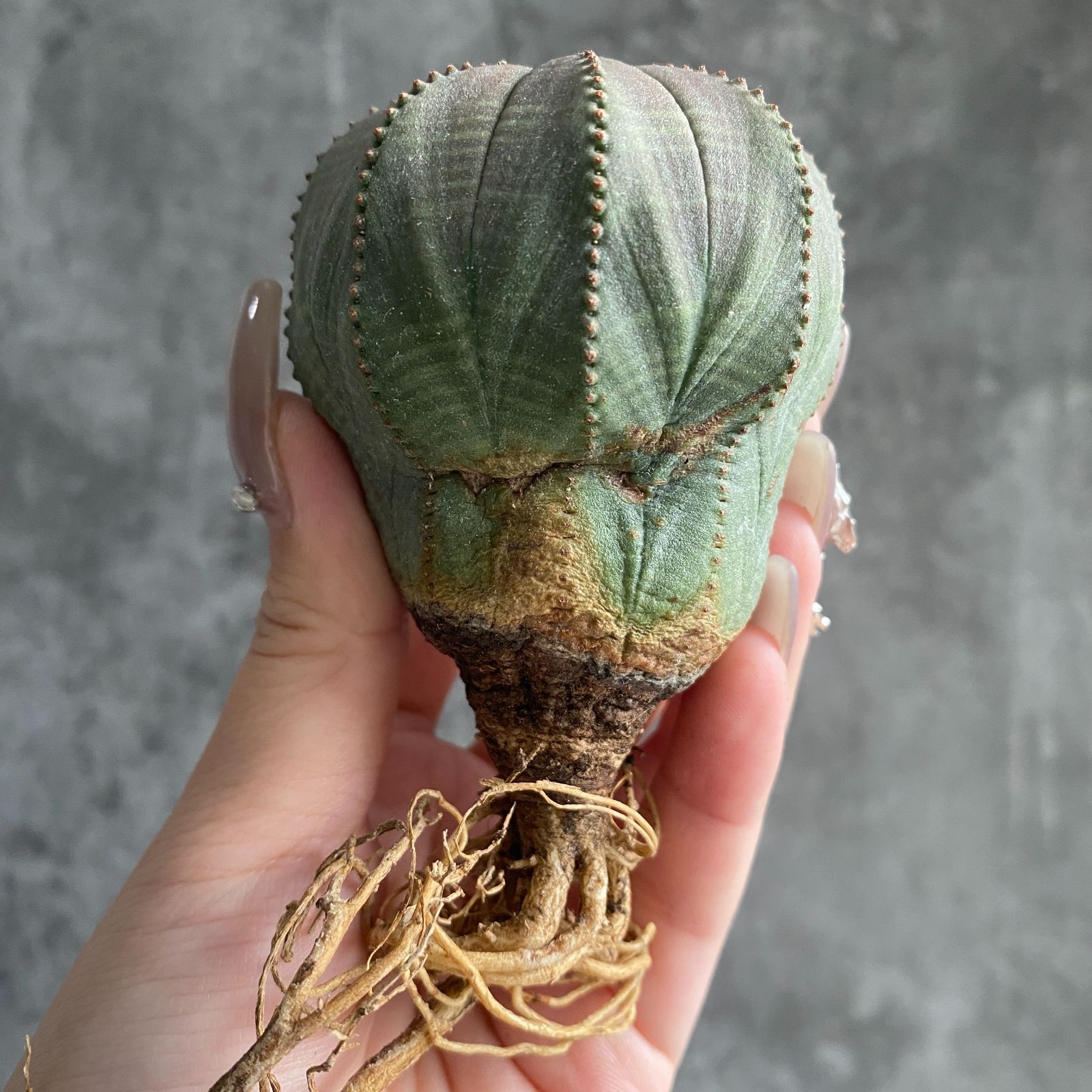 B20263【数量限定!選抜株!】ユーフォルビア オベサ Euphorbia B20263【数量限定!選抜株!】ユーフォルビア オベサ Euphorbia