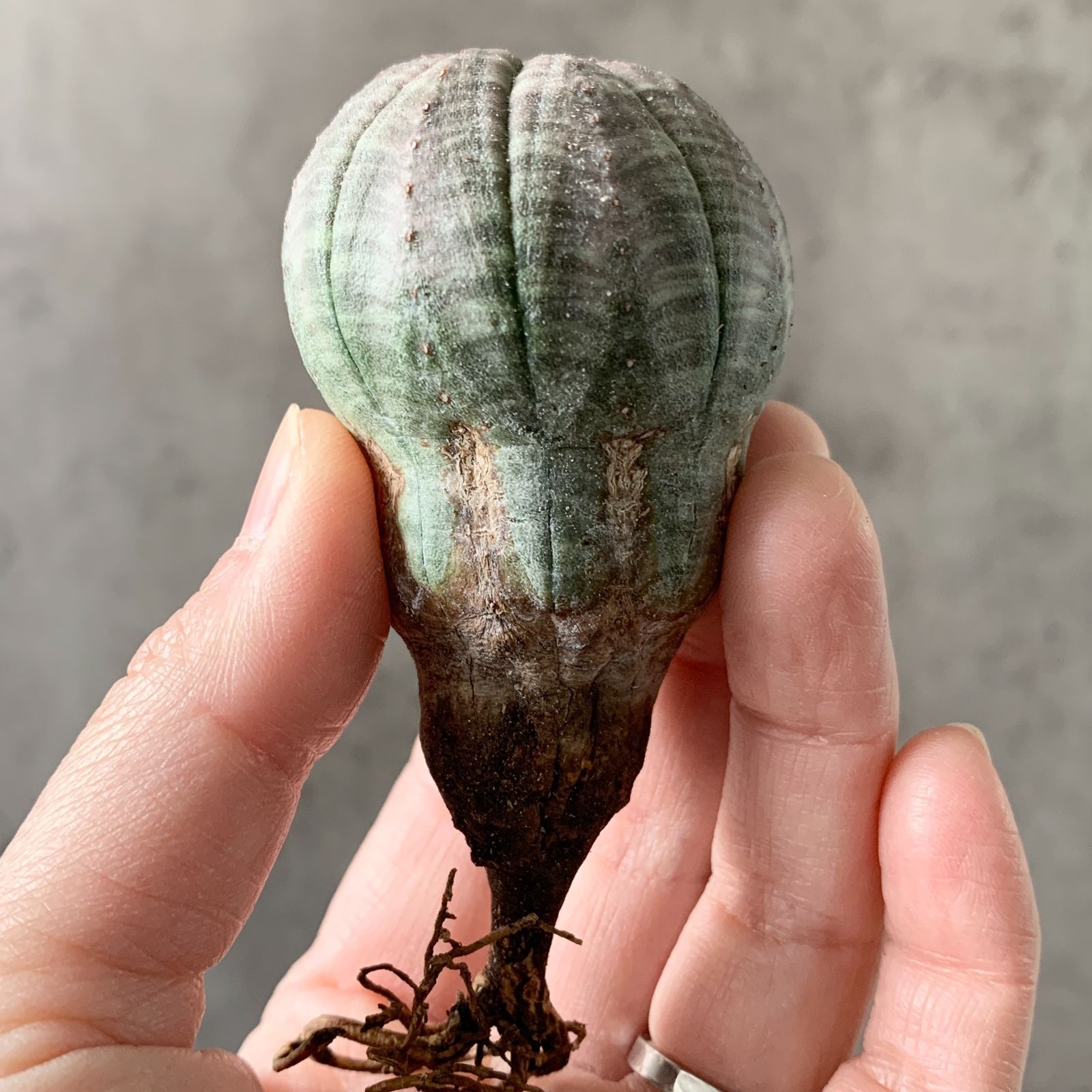 B20353【数量限定!選抜株!】ユーフォルビア オベサ Euphorbia B20353【数量限定!選抜株!】ユーフォルビア オベサ Euphorbia