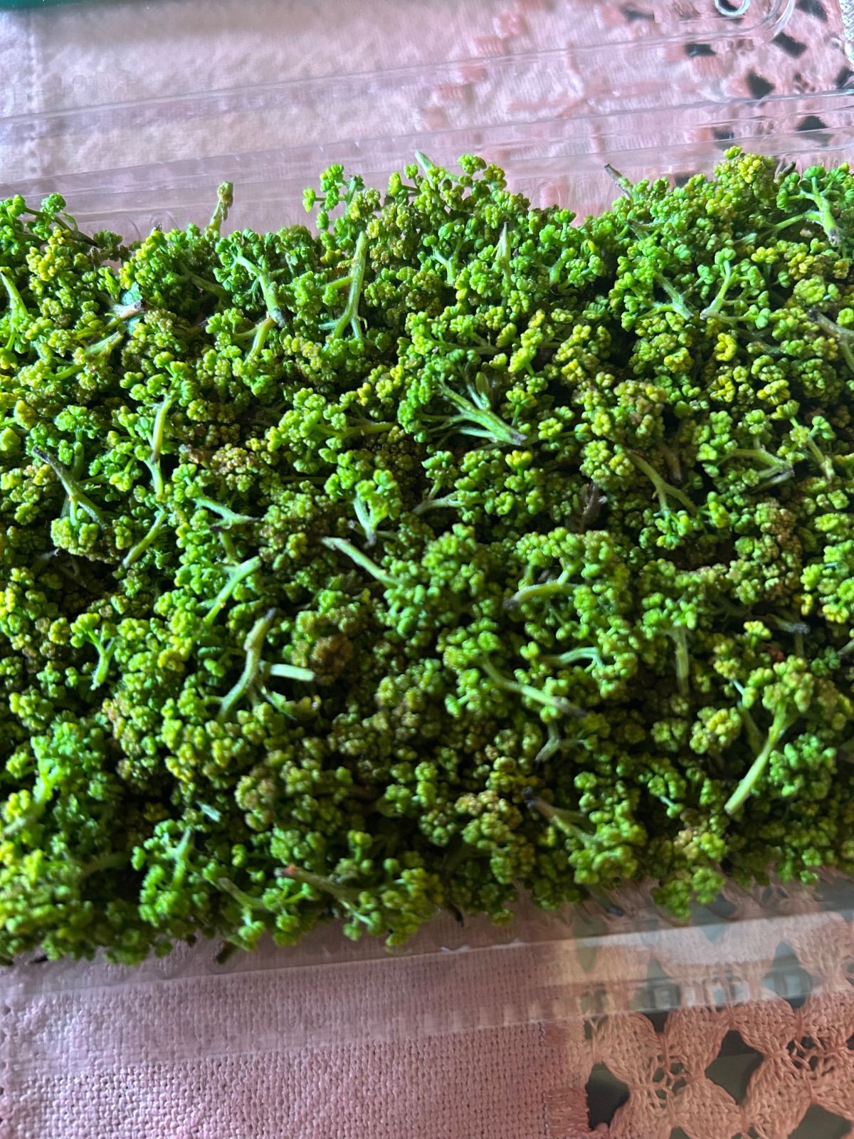 予約】兵庫産 花山椒 あすかの露 100g 無農薬・安心 - メルカリ