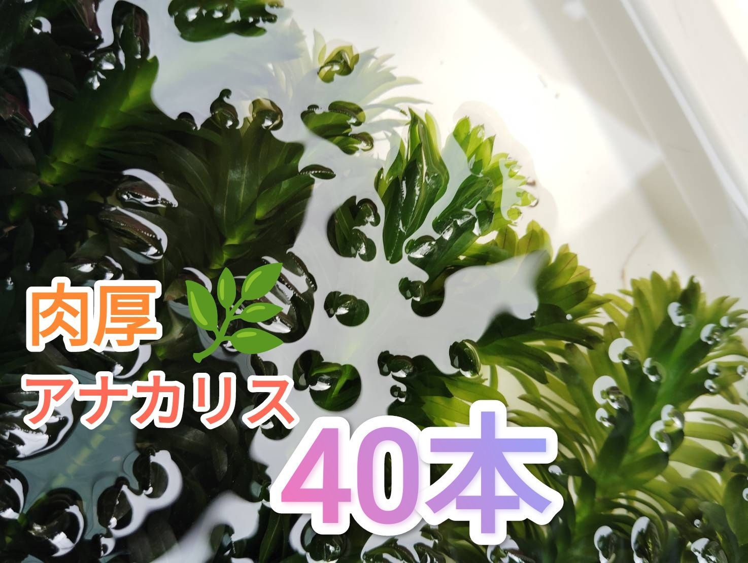 肉厚アナカリス無農薬40本・淡水用☆長崎〜九州・中国地方近辺の方限定