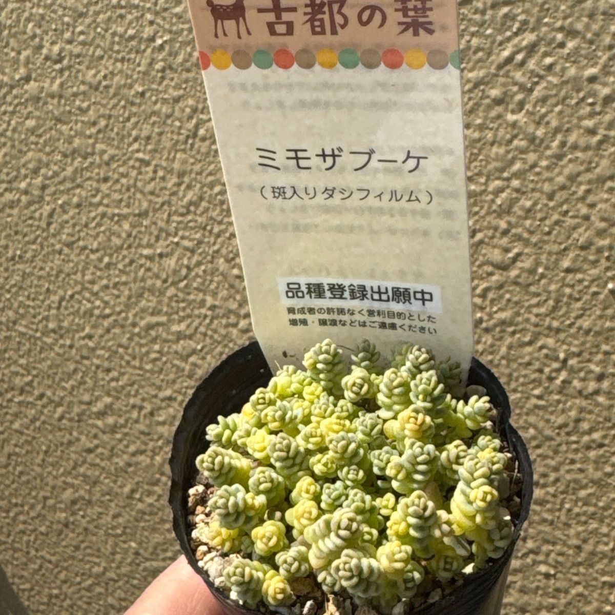 古都の葉さん 希少 ザラゴーサSPノバ メルカリ便 札付き・抜き苗 古都の葉さん 希少 ザラゴーサSPノバ メルカリ便 札付き・抜き苗