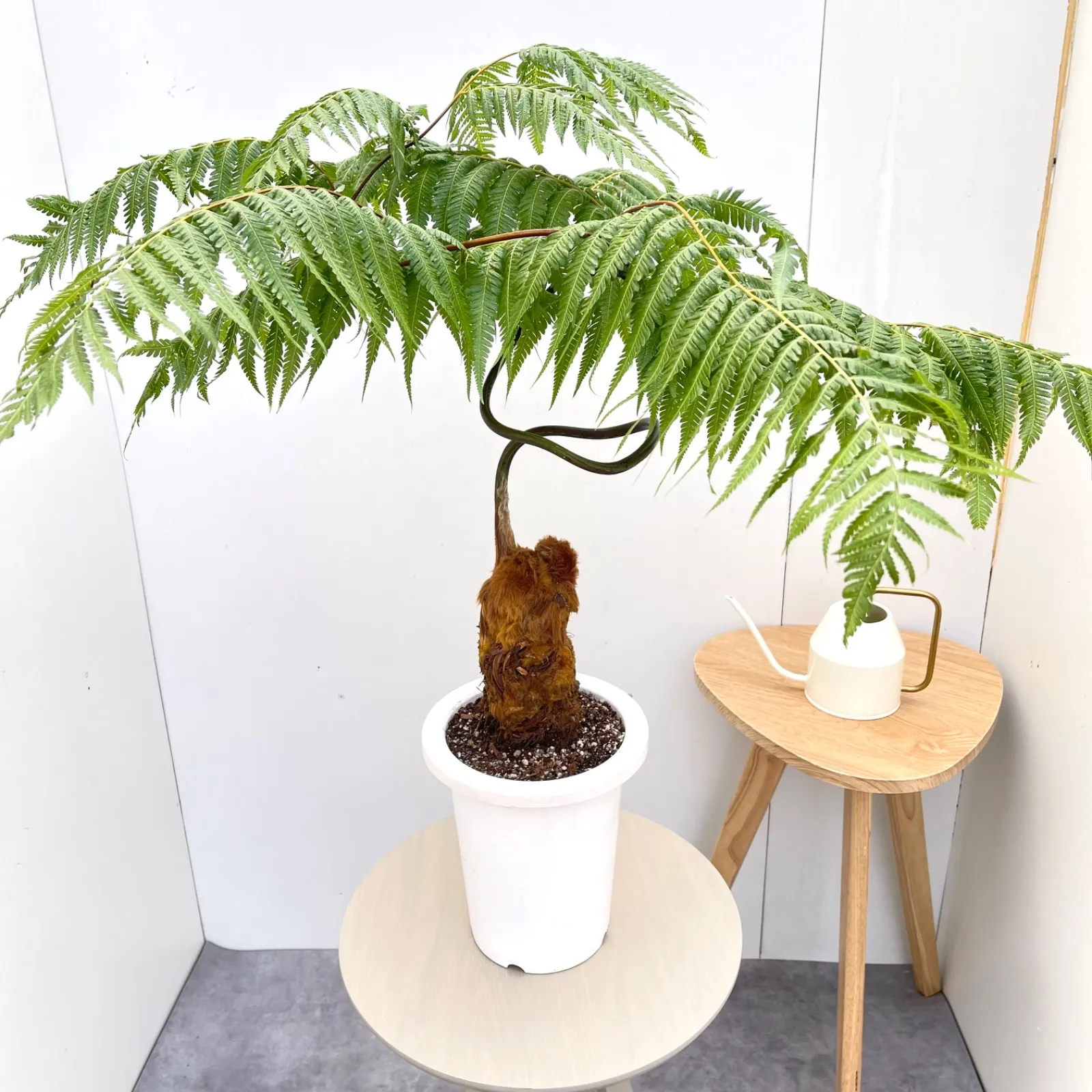 キンモウコウ 販売 現品 金毛狗 キンモウコウ 6号 茶鉢 1 公式通販