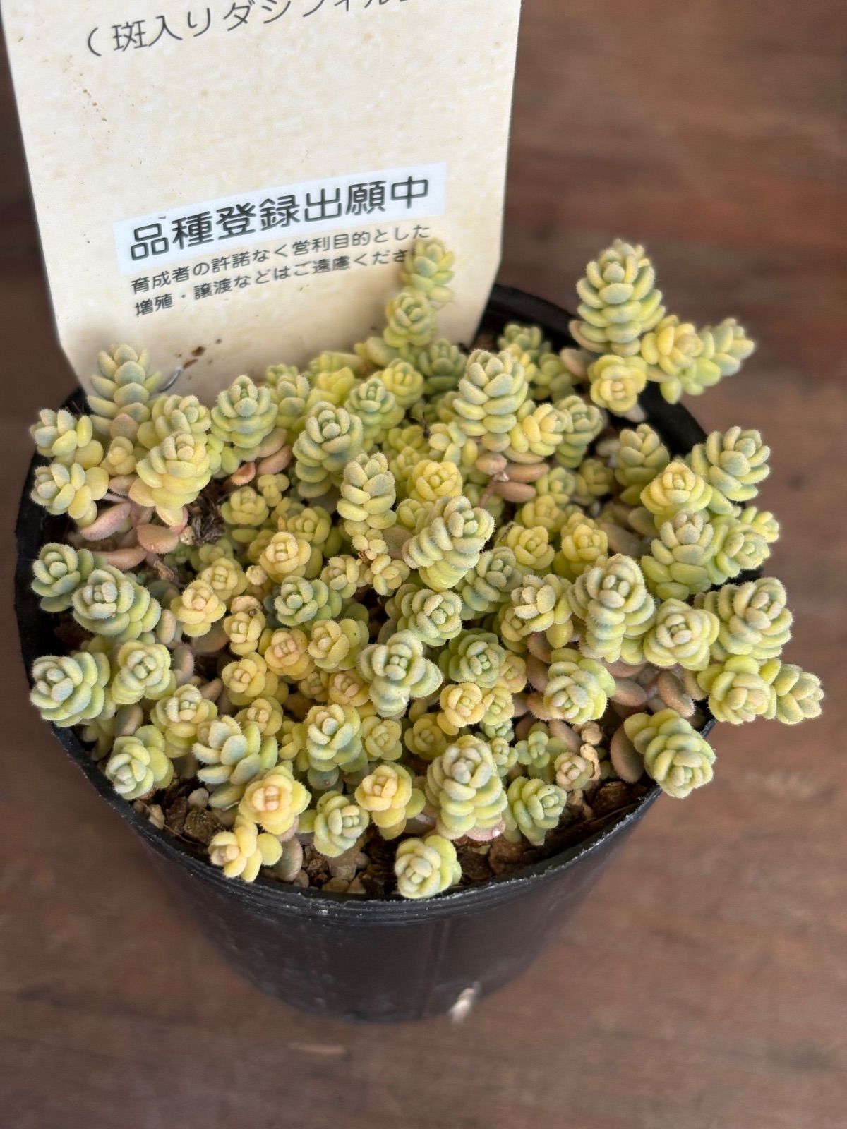 古都の葉さん多肉 ミモザブーケ 現品 - メルカリ