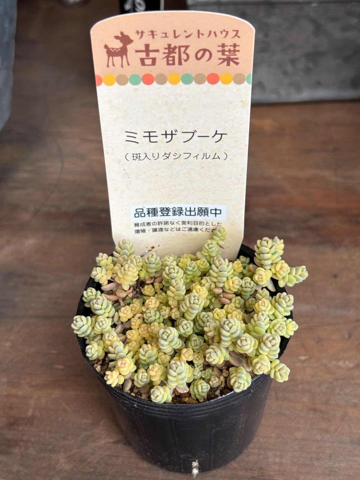 古都の葉さん多肉 ミモザブーケ 現品 - メルカリ