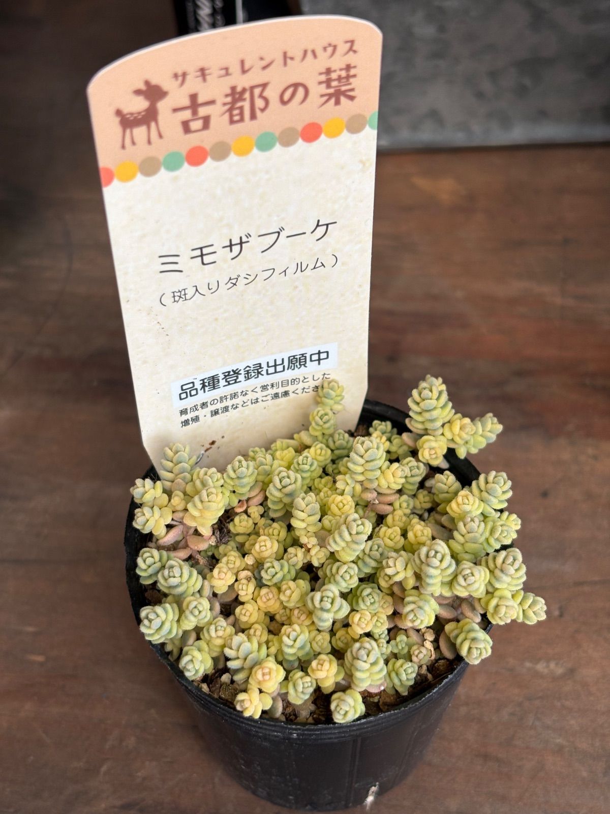 ひなまま☆レア 古都の葉さん ミモザブーケ 名札付き ポット苗 多肉植物 古都の葉さん多肉 ミモザブーケ 現品 - メルカリ