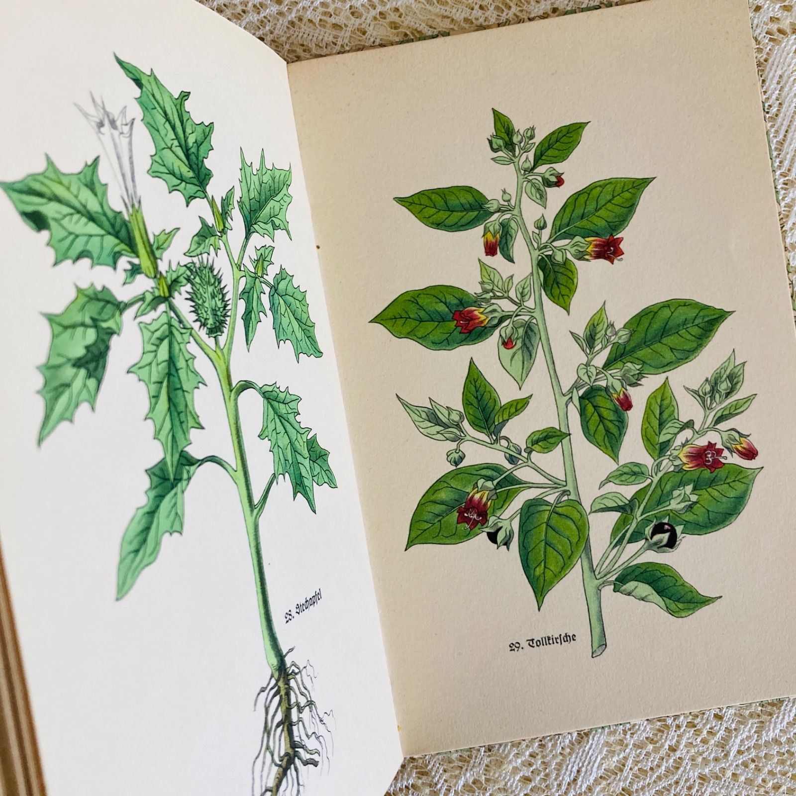 小さなハーブの本 インゼル文庫 No. 269 美しい植物図鑑 インテリア