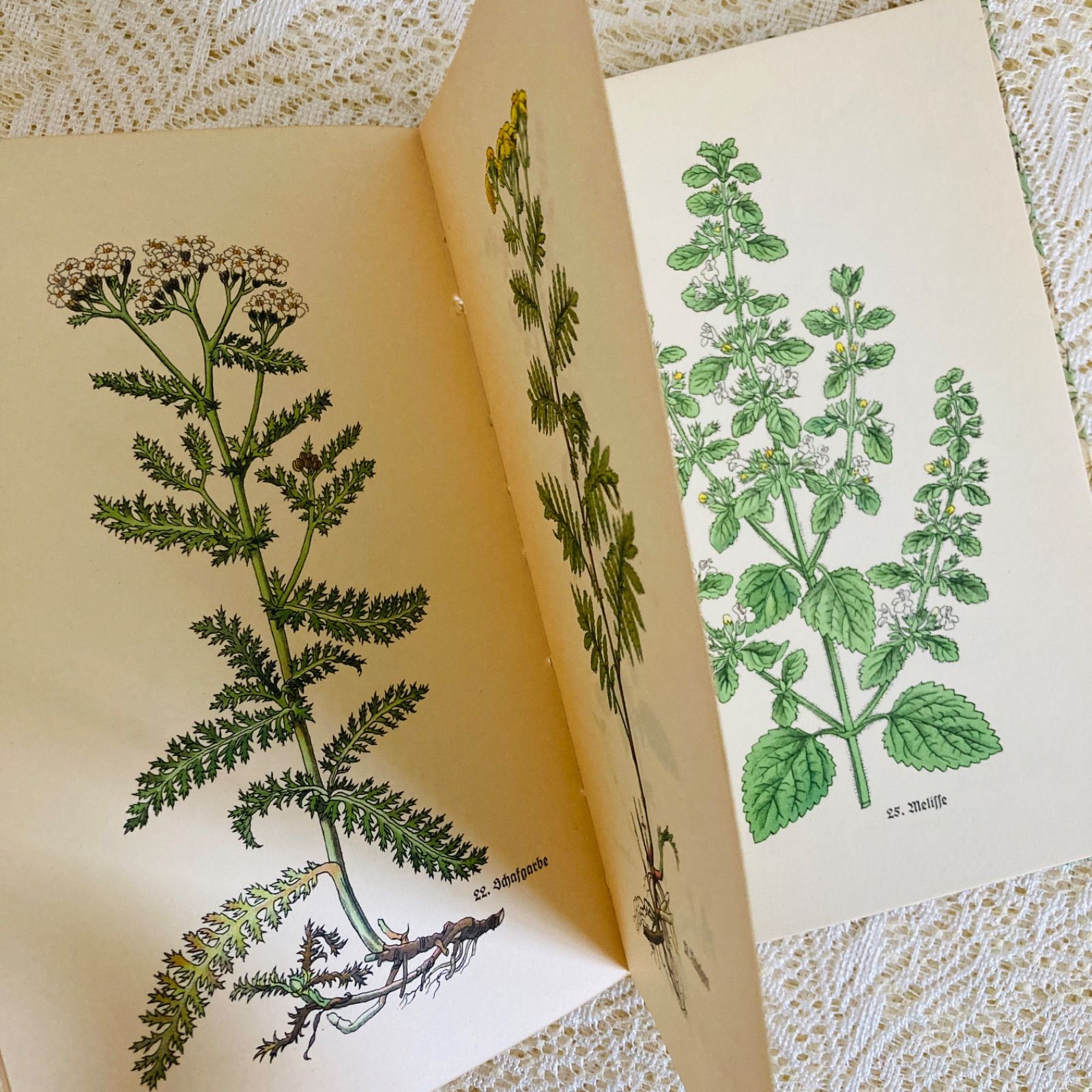 小さなハーブの本 インゼル文庫 No. 269 美しい植物図鑑 インテリア
