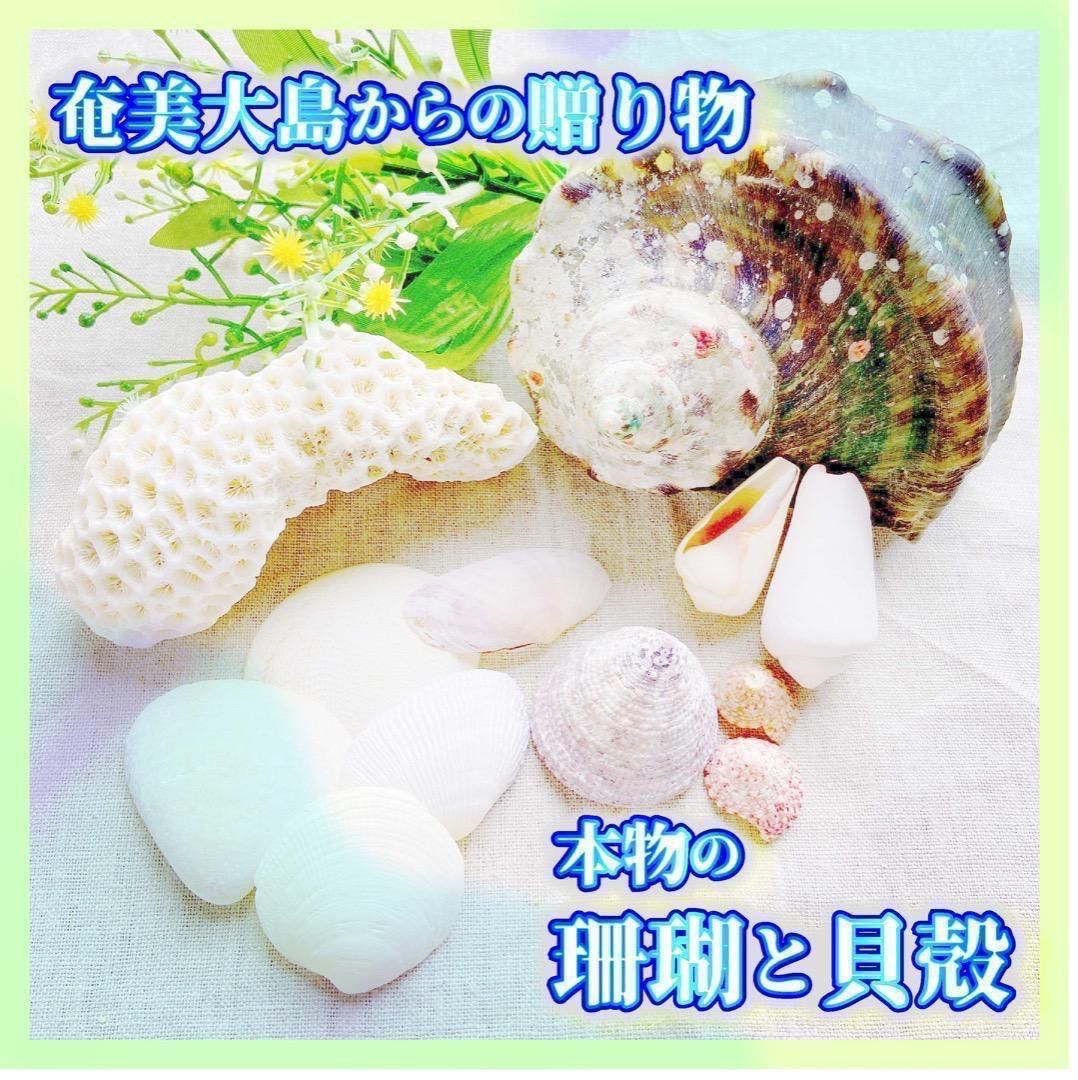 希少】海のインテリア 奄美の海で採れた珊瑚（菊目石）と夜光貝 素材 