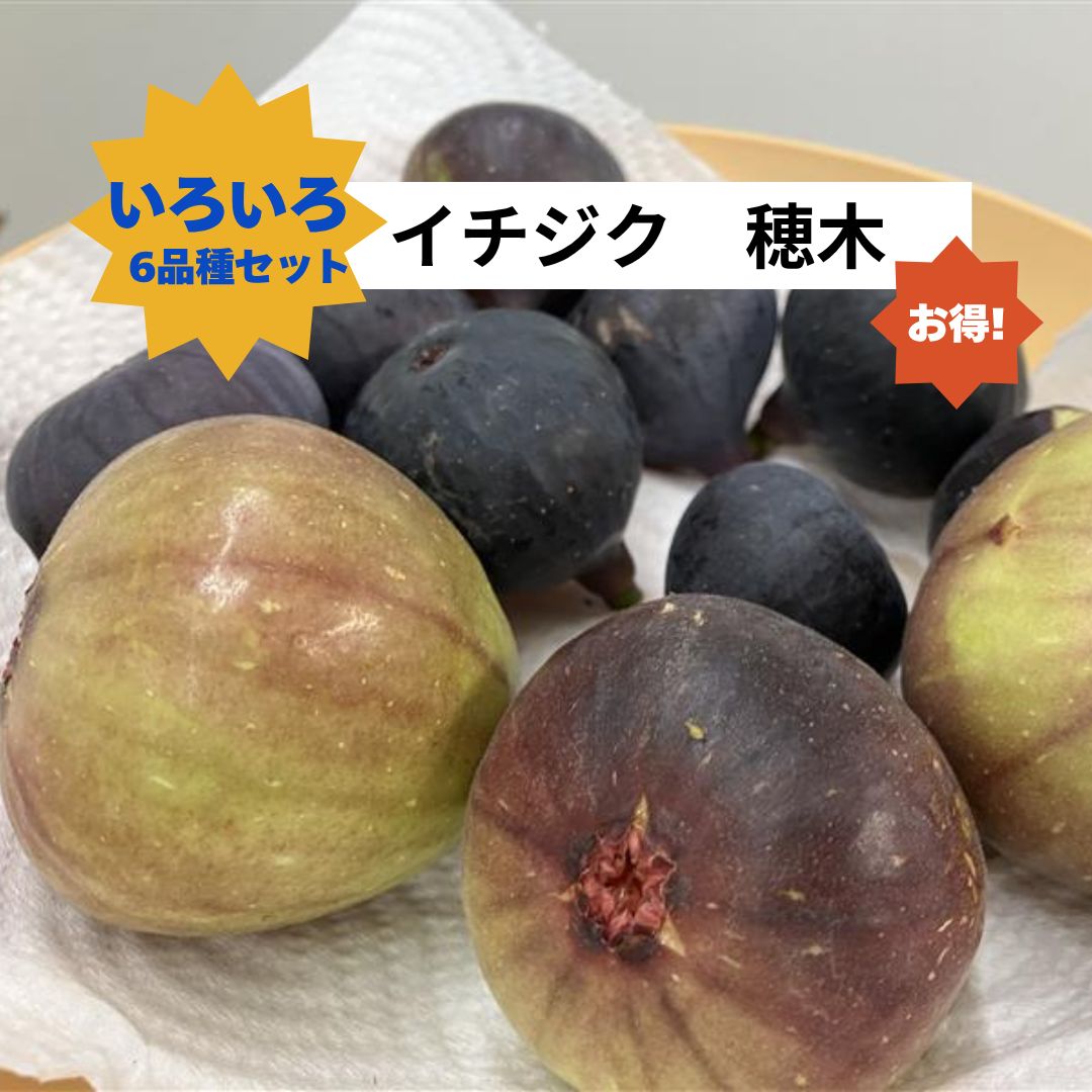 いろいろお楽しみセット!イチジク 穂木 計6本 - メルカリ いろいろお楽しみセット!イチジク 穂木 計6本 - メルカリ