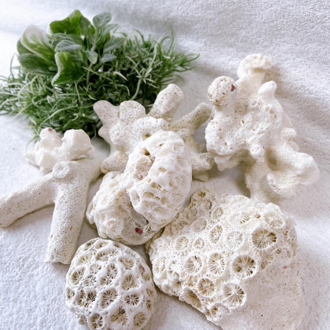 奄美群島産珊瑚 菊目石 天然珊瑚セット 海の宝石 ／貴重 インテリア オブジェ 珊瑚 オブジェ｜全4種類 サンゴ 木製 無垢材 夏 置物 マリン 海