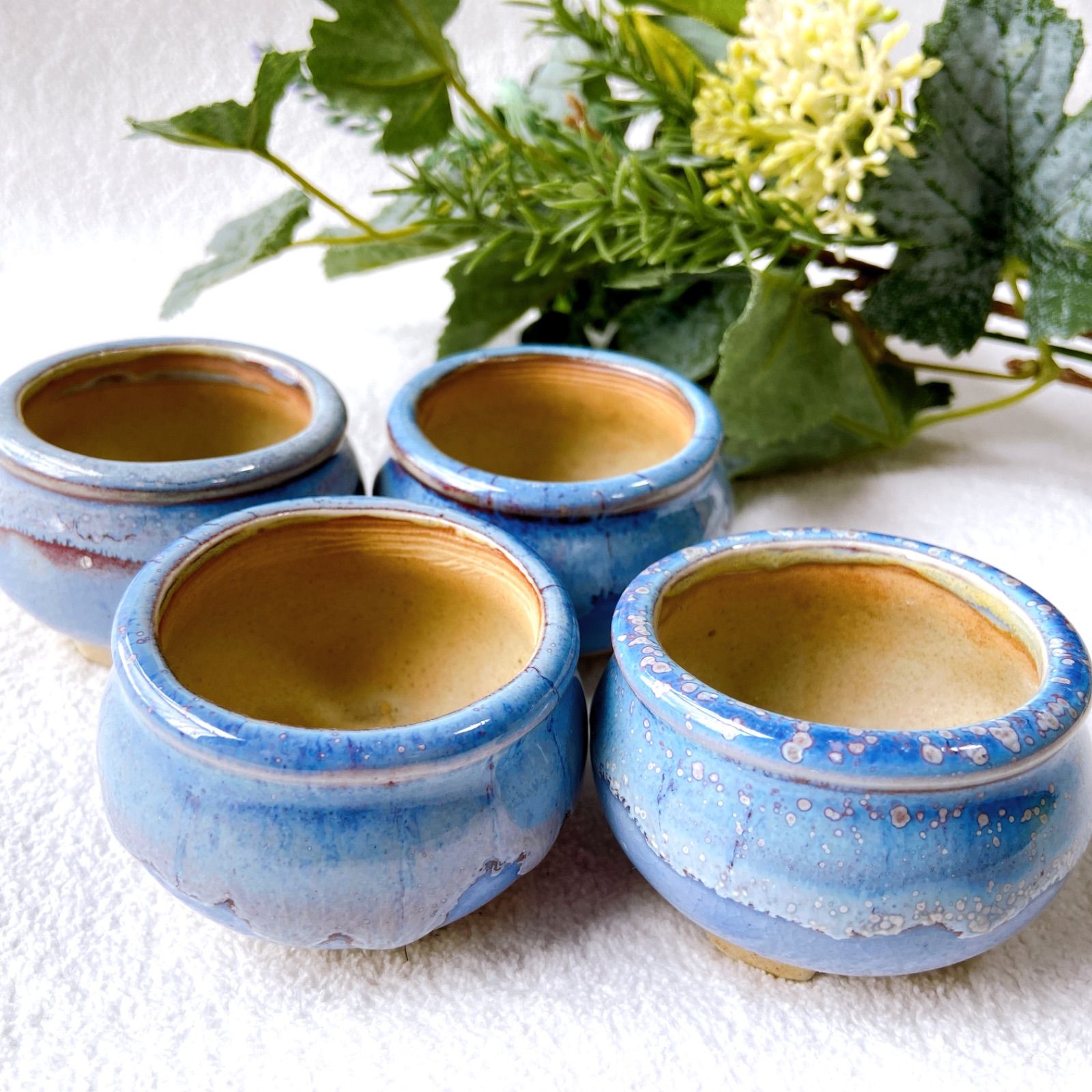 陶器鉢 かわいい パンダガジュマル 陶器鉢セット - 観葉植物専門店