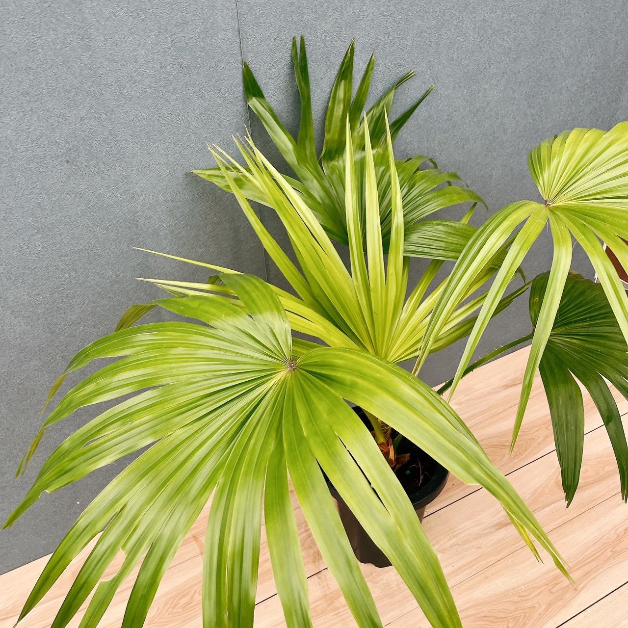 現品］6A ビロウヤシ 8号 観葉植物 大型 ヤシ プラスチック鉢 南国風