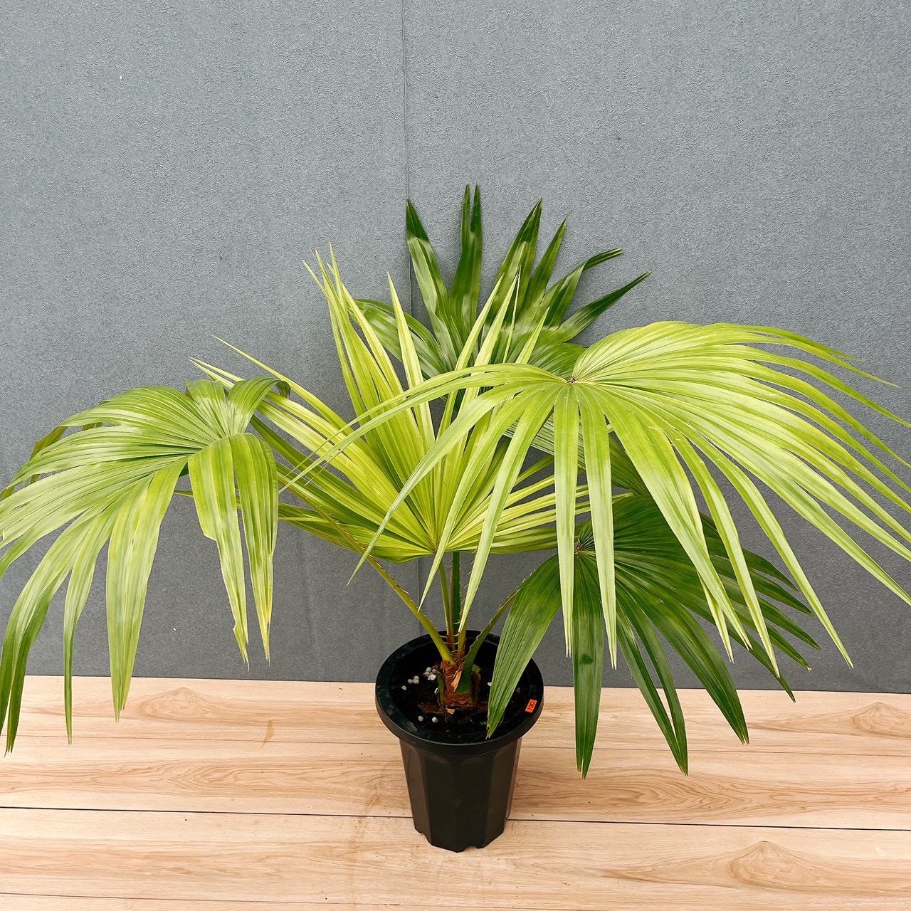 現品］6A ビロウヤシ 8号 観葉植物 大型 ヤシ プラスチック鉢 南国風