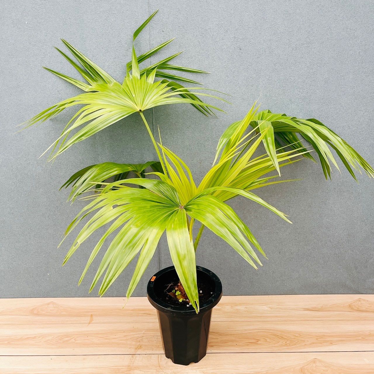 観葉植物 ビロウヤシ 現品］84番 ビロウヤシ 8号 観葉植物 大型 ヤシ