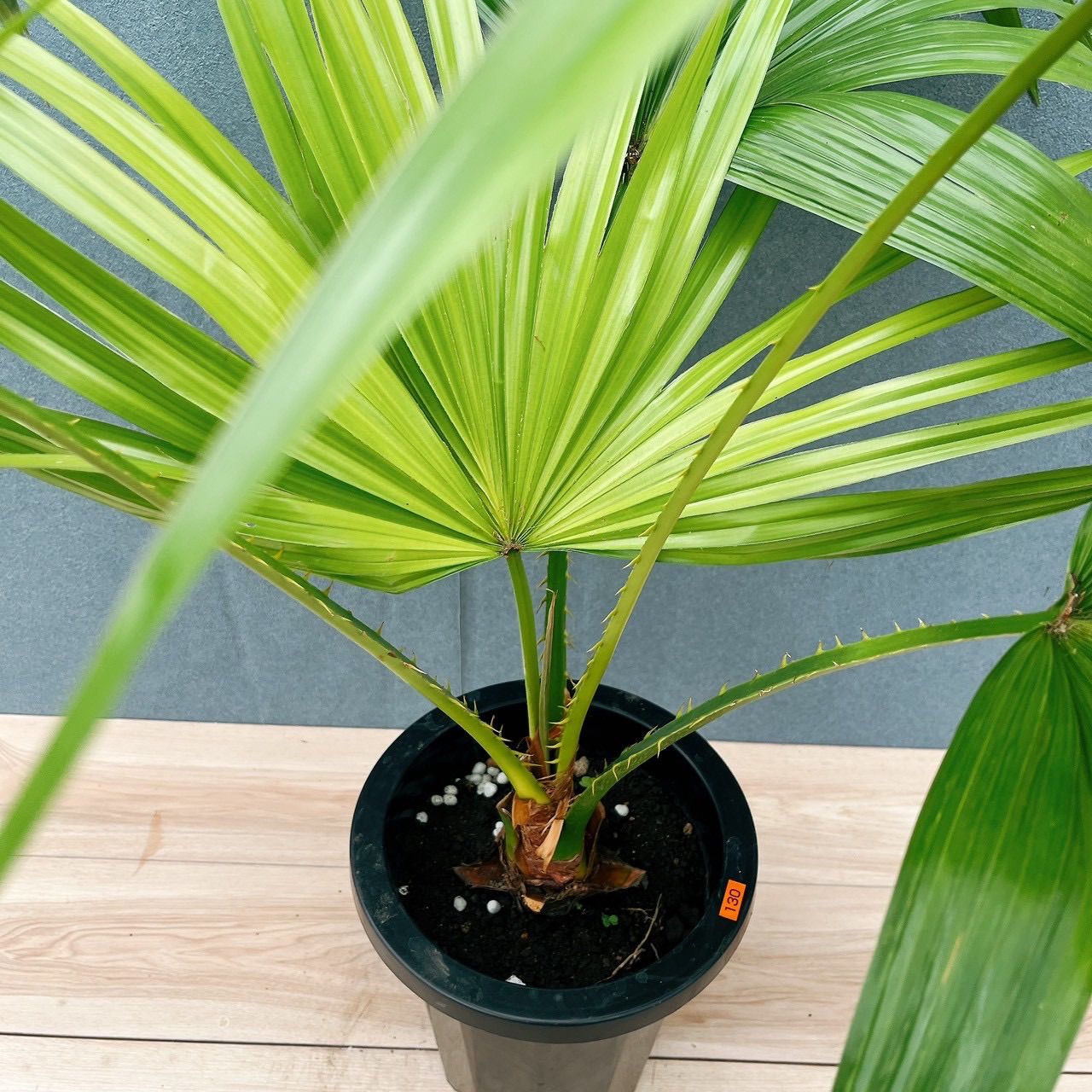 現品］6A ビロウヤシ 8号 観葉植物 大型 ヤシ プラスチック鉢 南国風