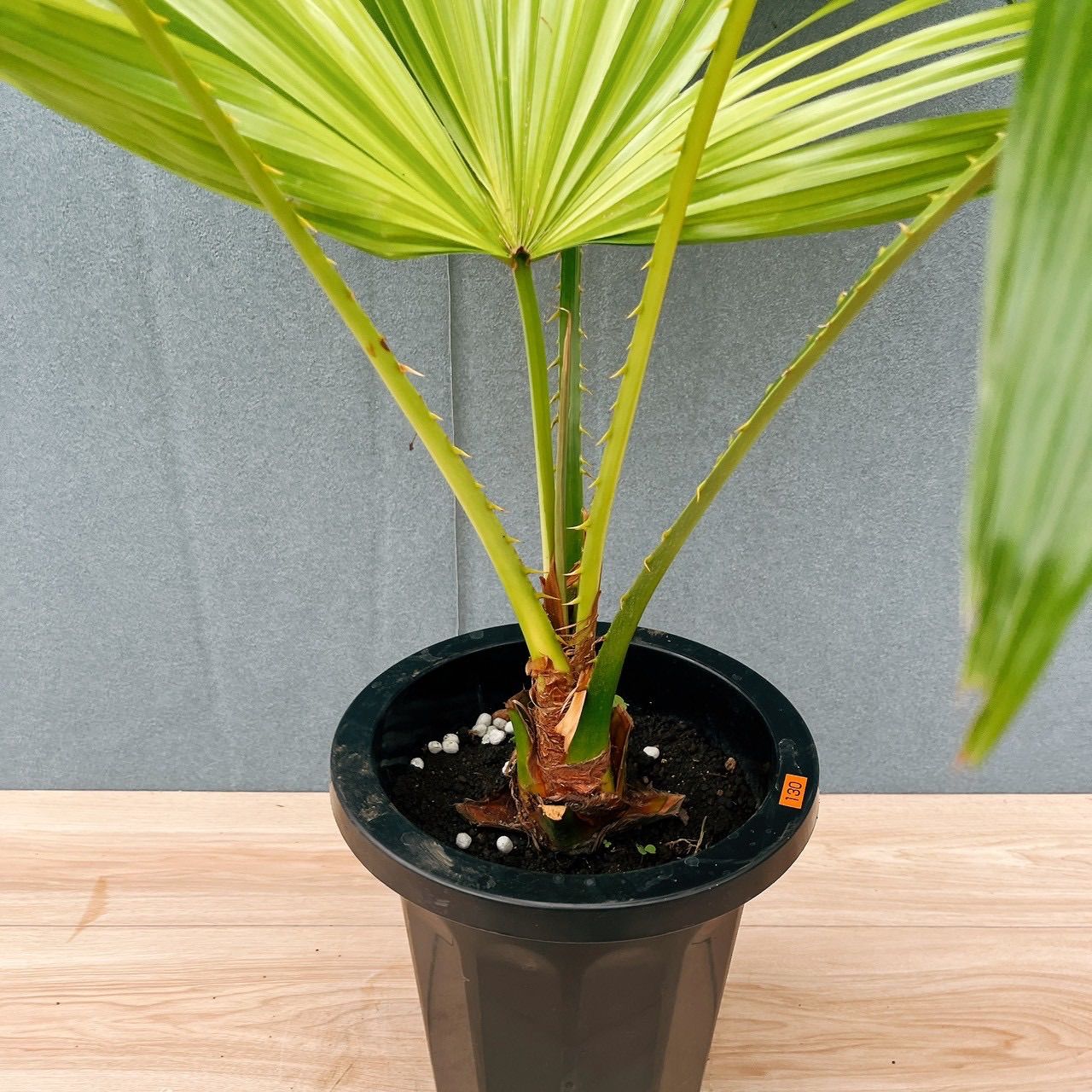 現品］6A ビロウヤシ 8号 観葉植物 大型 ヤシ プラスチック鉢 南国風