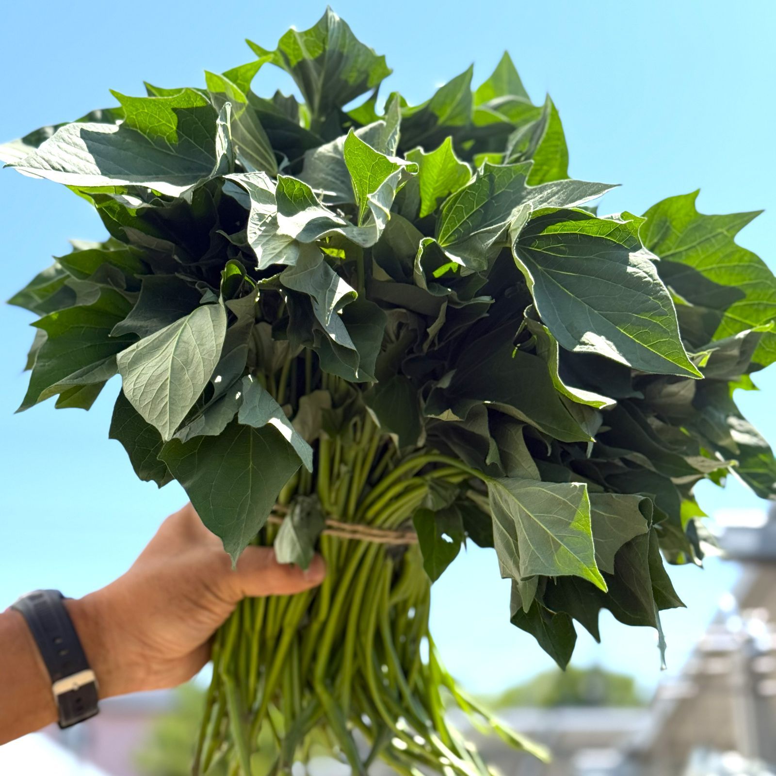 さつまいも苗 10本【メール便】 ふくむらさき 茨城県産 - メルカリ