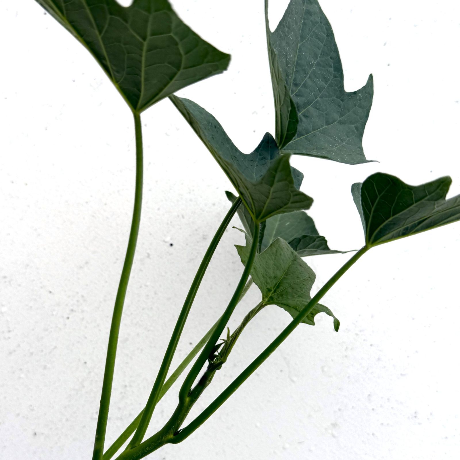 【予約】6月上旬発送　さつまいも苗　200本【宅急便】　ふくむらさき　茨城県産
