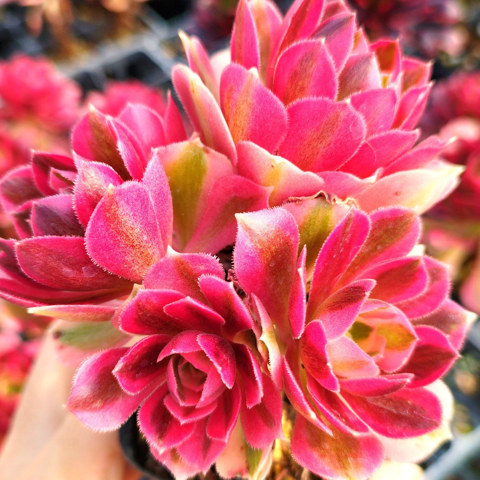 多肉植物 アエオニウム ピンクウィッチ 抜き苗 - メルカリ