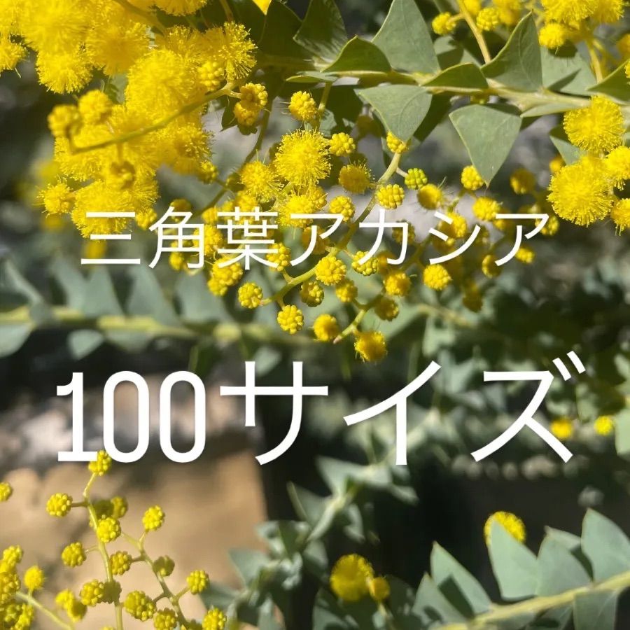 100サイズ フレッシュ ミモザ 三角葉アカシア - メルカリ