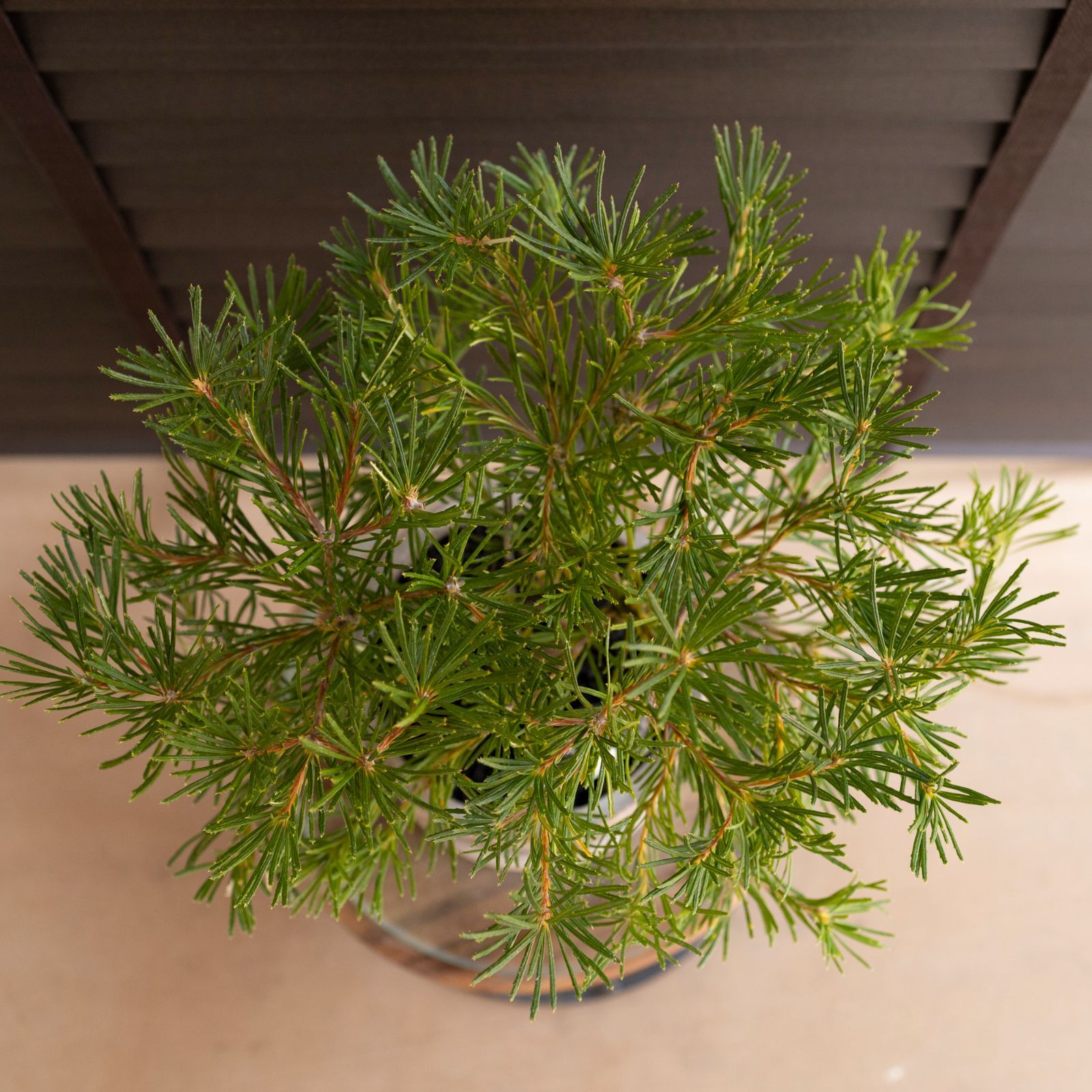 バンクシア バースデーキャンドル 5号 陶器鉢 Banksia birthday