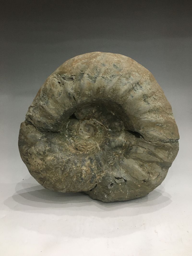 特大 アンモナイト化石 約34cm 18.5kg モロッコ産 母岩付き 大型標本 