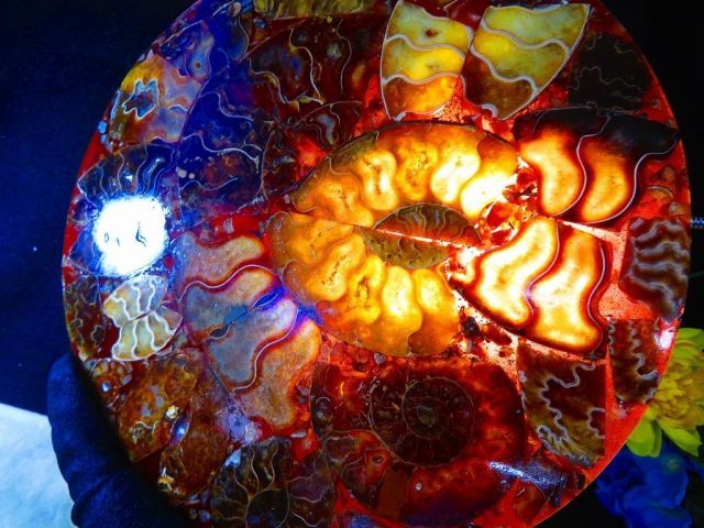 数万個の中の一個☆天然マダガスカル産 ☆ 縫合線オパールアンモナイト