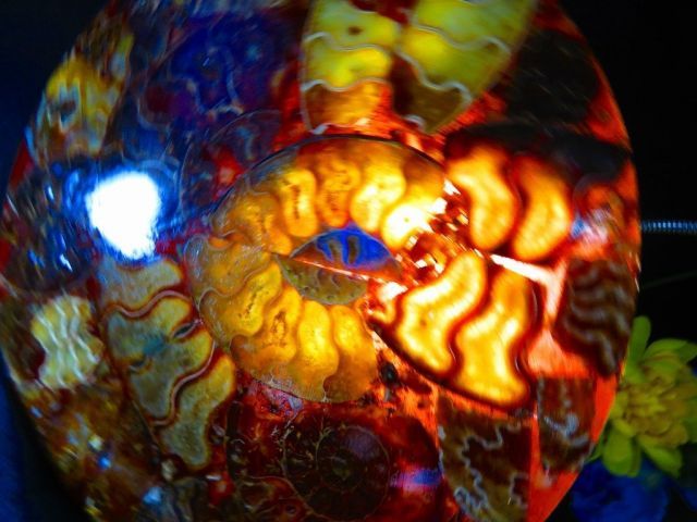 数万個の中の一個☆天然マダガスカル産 ☆ 縫合線オパールアンモナイト
