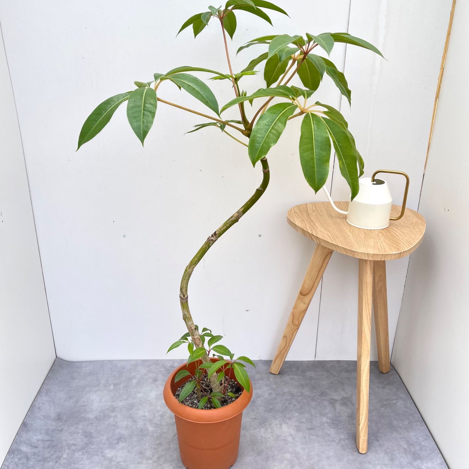 ツピタンサス　シェフレラ　ピュックレリ　11【現品】観葉植物　室内　大型