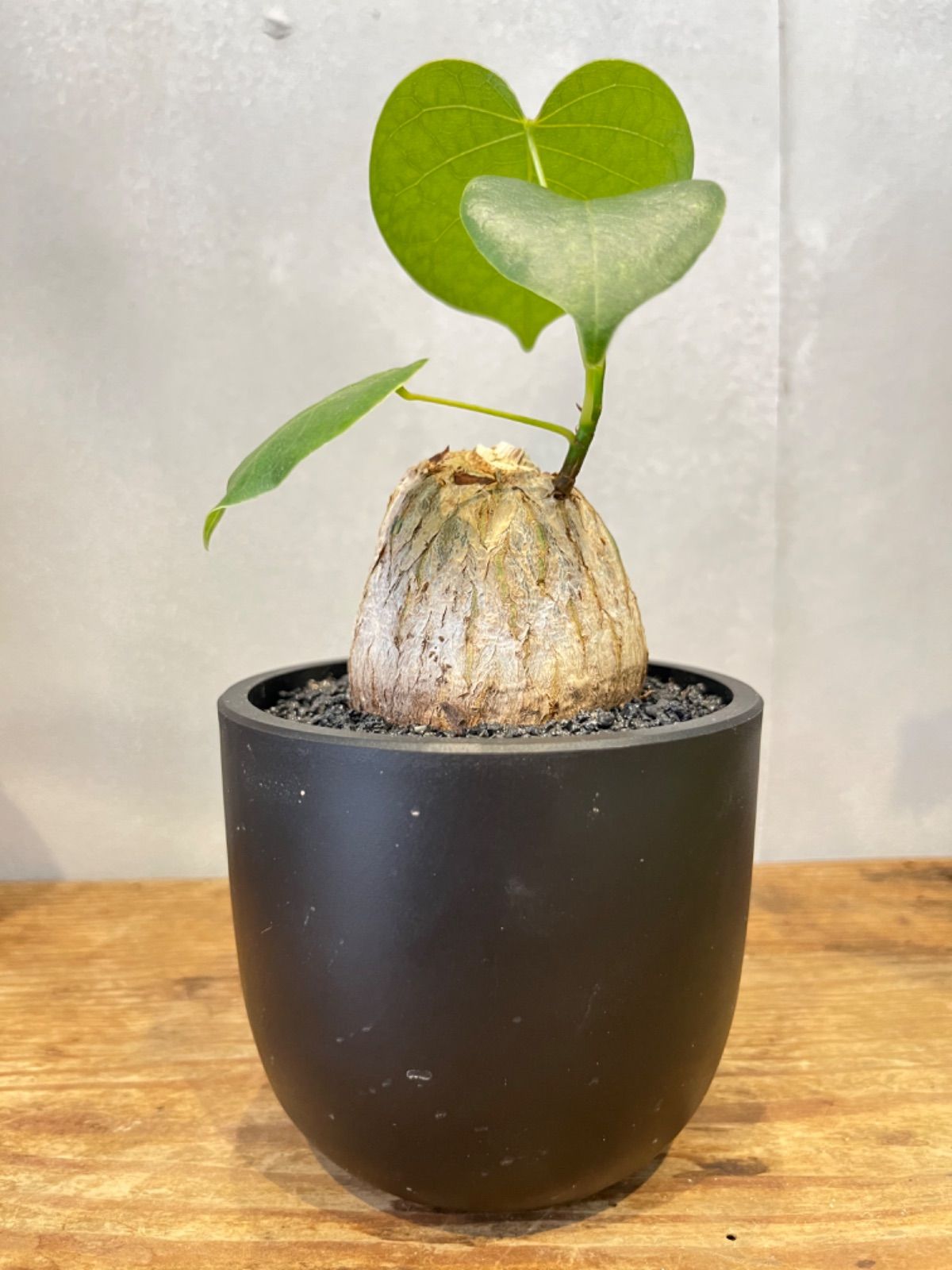 ボンバックス プセウドボンバックス 塊根植物 良型 【公式通販】