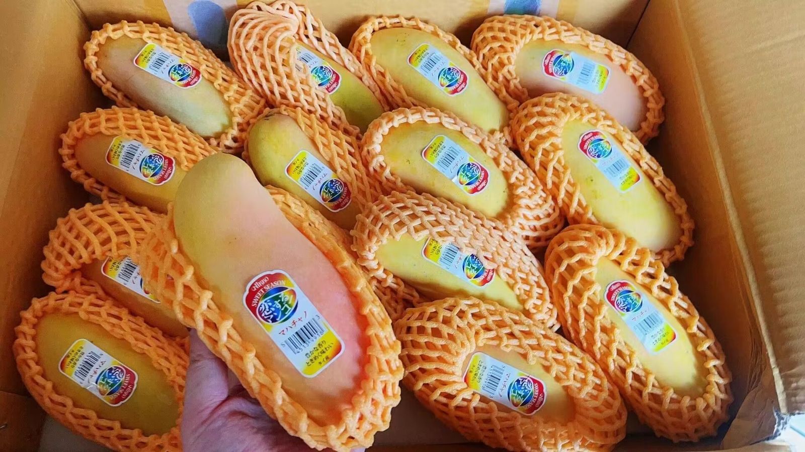 2箱セット販売 タイ黄色マンゴー 12-15入/約5kg 【公式通販】