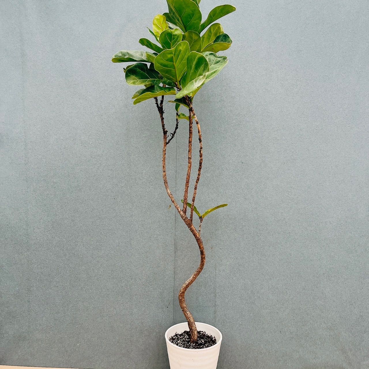 現品］82番 フィカスリラータ バンビーノ 曲がり 8号 観葉植物 室内