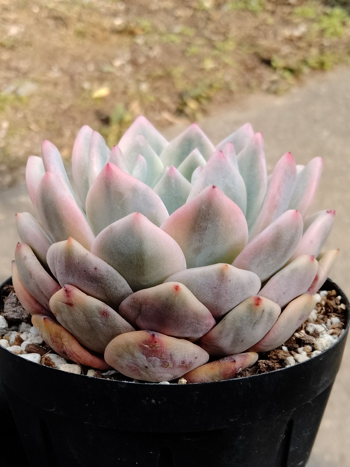 アリエル錦 大苗】 ずっしり苗 多肉植物 - メルカリ アリエル錦 大苗】 ずっしり苗 多肉植物 - メルカリ