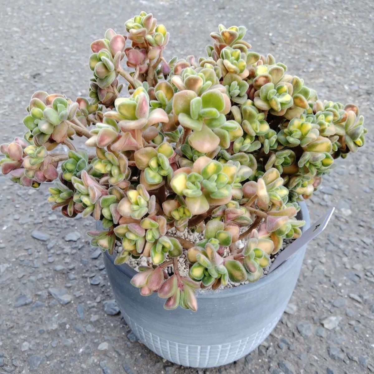 リンドレー錦】 大苗 A 多肉植物 アエオニウム - メルカリ