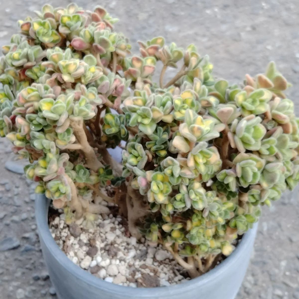 リンドレー錦】 大苗 B 多肉植物 アエオニウム - メルカリ