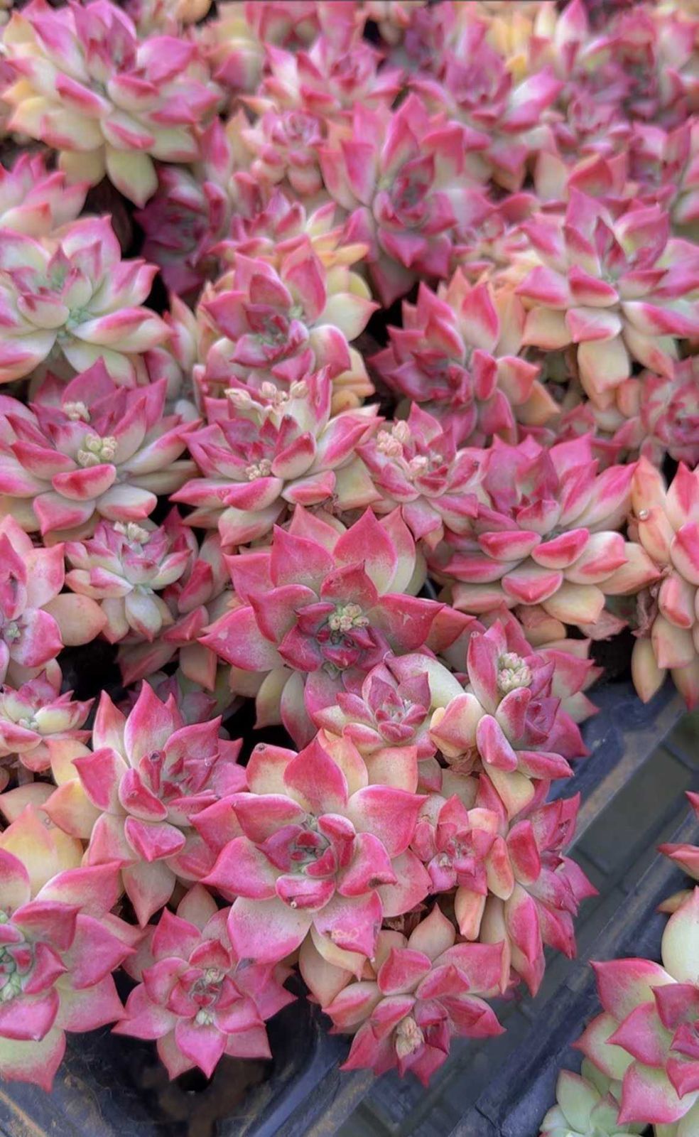 新入荷 ミニアンドレス 50苗 土不要！多肉植物 根付き コットン培地