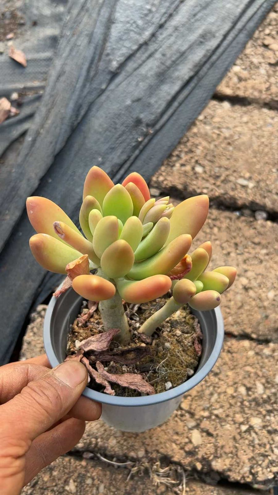 新入荷 スターオレンジ×50株 Z2496抜き苗 多肉植物 詰め合わせ