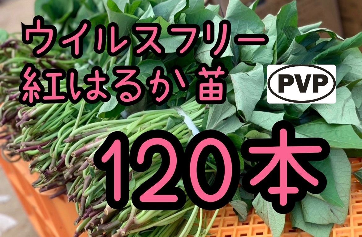 特選品】紅はるか苗☆120本 6月下旬から発送開始 - メルカリ