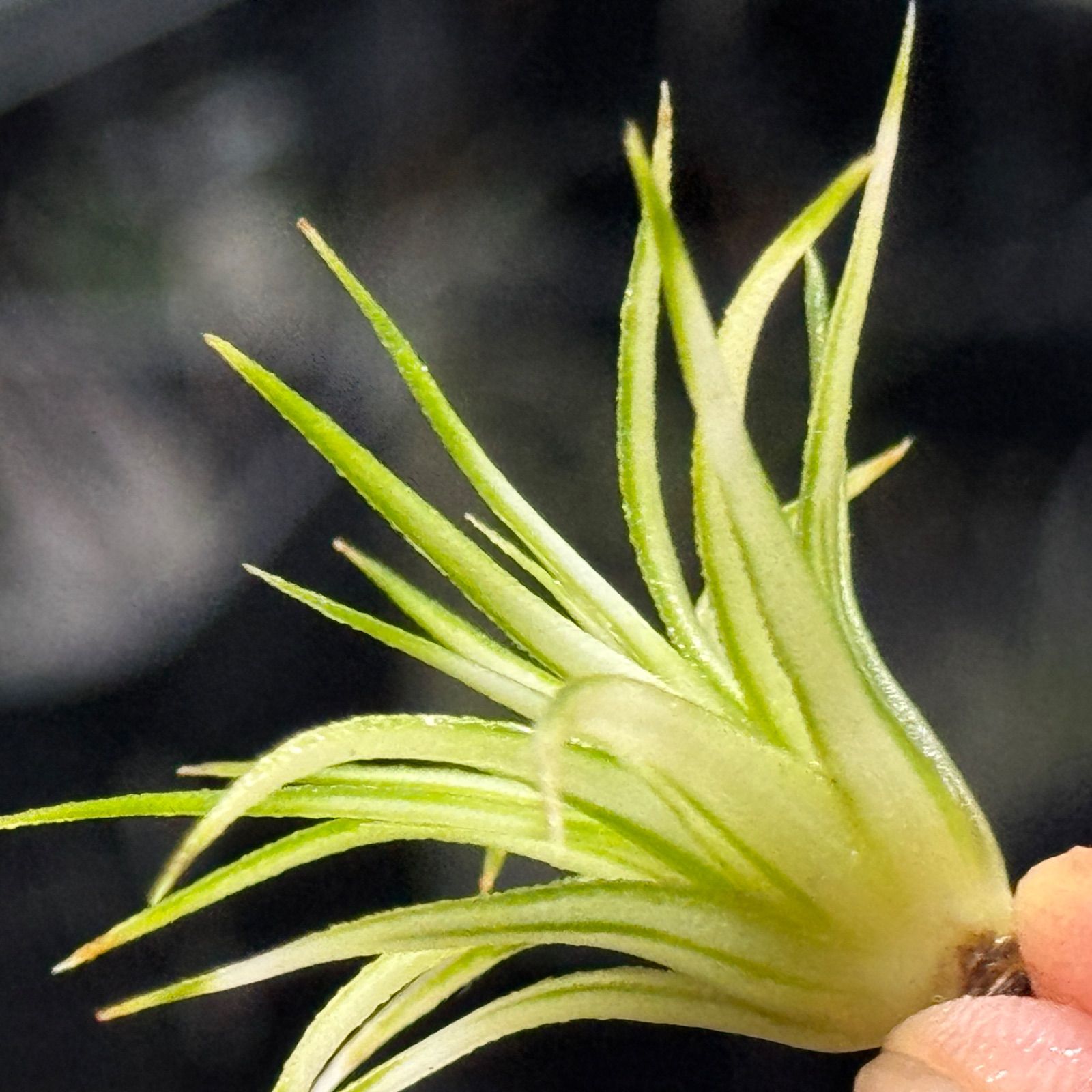 現品＊ホワイト率多めで綺麗な中斑＊Tillandsia ionantha Mediopicta