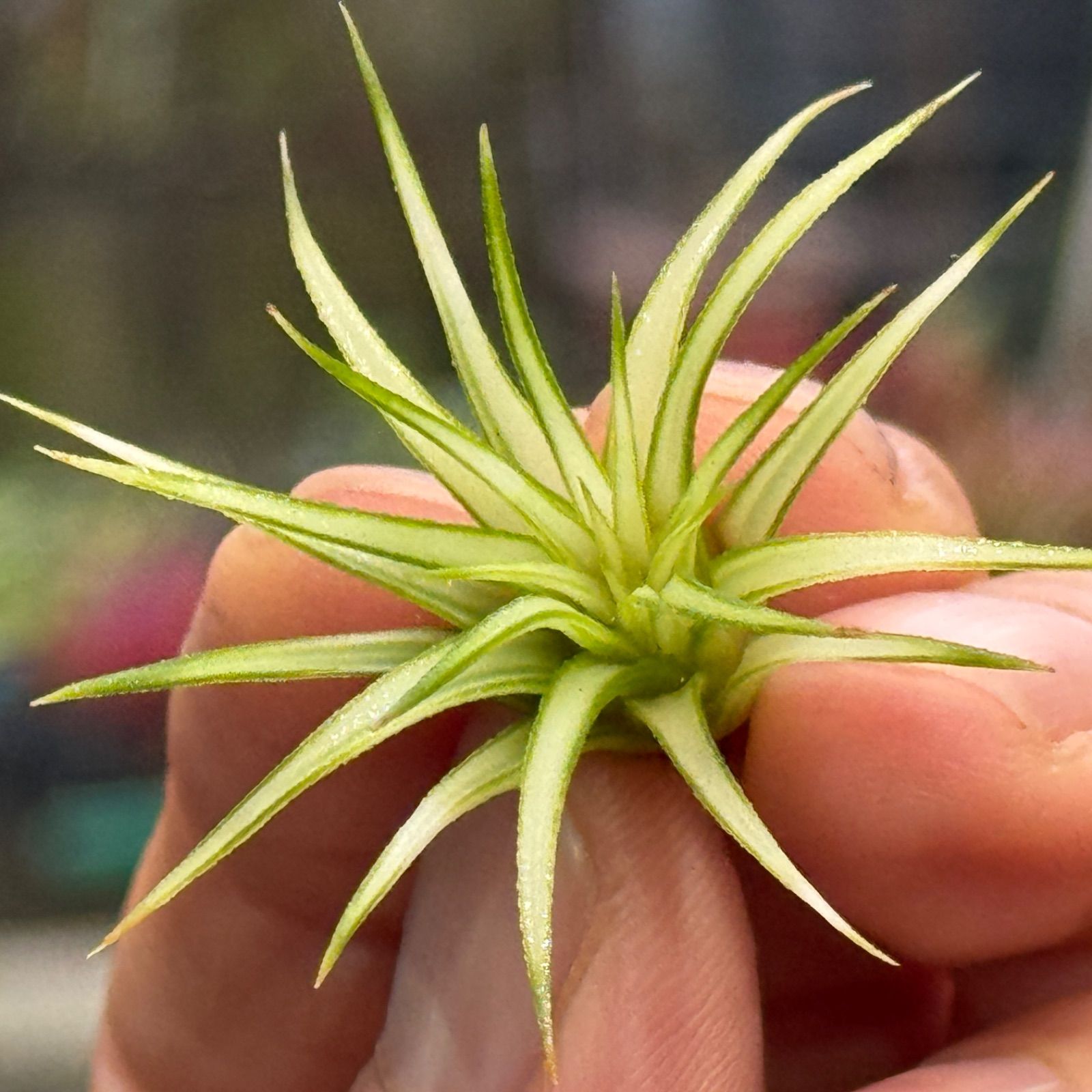 現品＊ホワイト率多めで綺麗な中斑＊Tillandsia ionantha Mediopicta