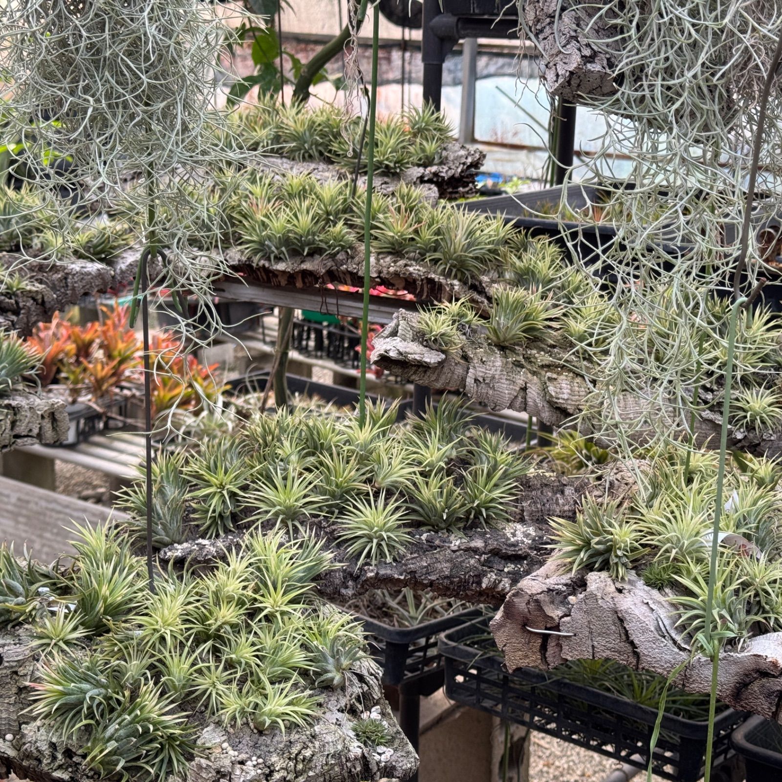 現品＊ホワイト率多めで綺麗な中斑＊Tillandsia ionantha Mediopicta