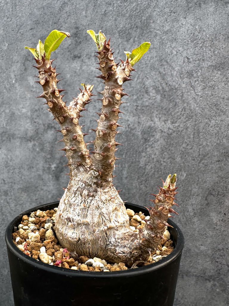 現品限り】パキポディウム・ウィンゾリー 実生 大株 開花株【A110