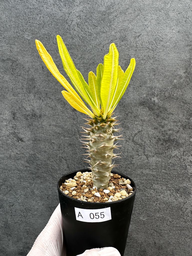 現品限り】パキポディウム・アンボンゲンセ 実生【A55】 Pachypodium