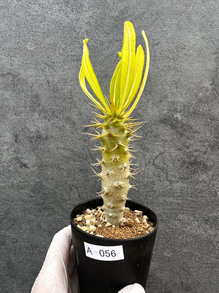 現品限り】パキポディウム・アンボンゲンセ 実生【A56】 Pachypodium