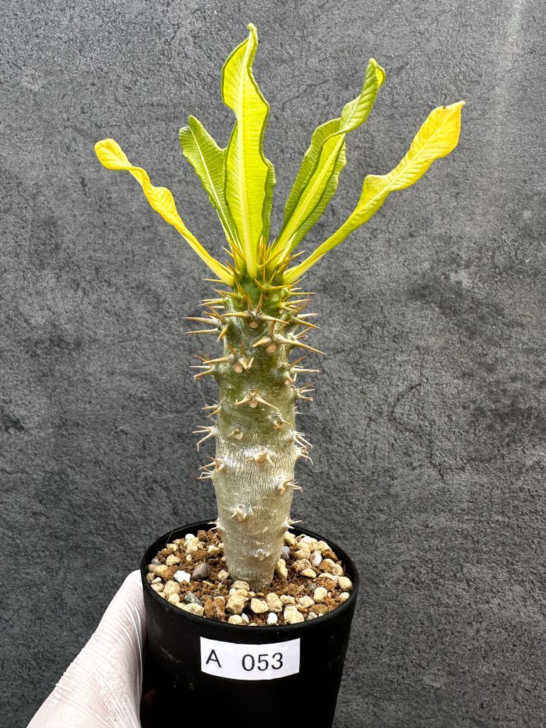 現品限り】パキポディウム・アンボンゲンセ 実生【A53】 Pachypodium