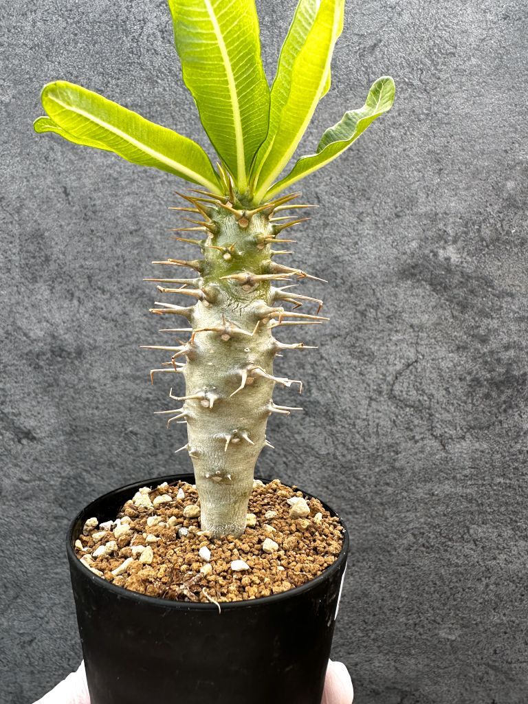 現品限り】パキポディウム・アンボンゲンセ 実生【A54】 Pachypodium