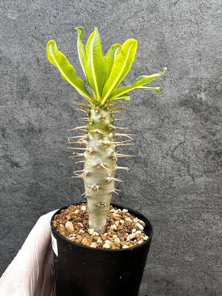 現品限り】パキポディウム・アンボンゲンセ 実生【A54】 Pachypodium